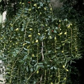 Giuggiolo. Rami e frutti della pianta.De Agostini Picture Library / L. Cretti