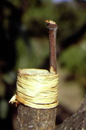 Innesto a corona.De Agostini Picture Library/G. Negri