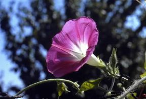 Ipomea . Esemplare di Ipomea purpurea.De Agostini Picture Library/G. Negri