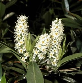 Lauroceraso (Prunus laurocerasus).De Agostini Picture Library/2P