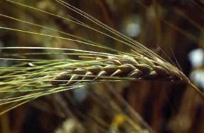 Orzo . Esemplare di Hordeum vulgare.De Agostini Picture Library/G. Negri