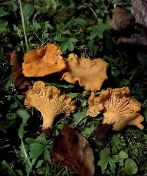 Finferla. Esemplari di Cantharellus cibarius.De Agostini Picture Library/E. Ferrari