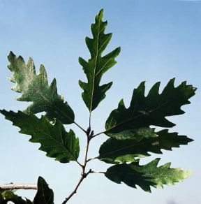 Foglia di Quercus cerris.De Agostini Picture Library/2 P
