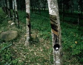 Gomma. Piantagione di alberi della gomma.De Agostini Picture Library / N. Cirani