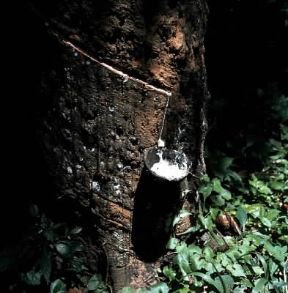 Gomma. Raccolta del latice di caucciÃ¹.De Agostini Picture Library / N. Cirani