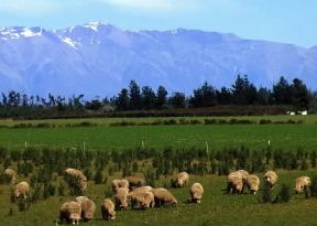 Nuova Zelanda . Ovini al pascolo nella piana di Canterbury.De Agostini Picture Library/N. Cirani