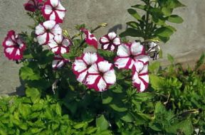 Petunia. Fiori di Petunia hybrida.De Agostini Picture Library/G. Negri
