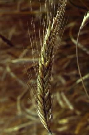 Segale . Spiga di un esemplare di Secale cereale.De Agostini Picture Library/G. Negri