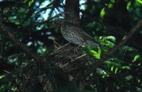 Tordo bottaccio (Turdus ericetorum).De Agostini Picture Library/L. Andena