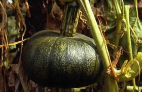 Zucca. Frutti di zucca comune (Cucurbita maxima).De Agostini Picture Library/G. Negri