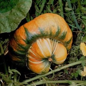 Zucca. Frutti di zucca popone (Cucurbita moschata).De Agostini Picture Library/2 P