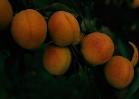 Albicocco. Albicocche pronte per la raccolta.De Agostini Picture Library/M. Pedone