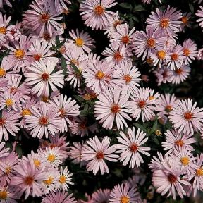 Astro. Aster novi belgii. De Agostini Picture Library / O. Geddo