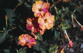 Bella di notte . Fiori di Mirabilis jalapa.De Agostini Picture Library/G. Negri
