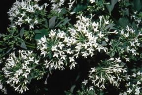 Boaria . Fiori di Bouvardia humboldtii. De Agostini Picture Library/G.Negri