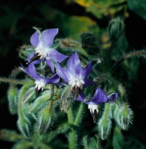 Borragine . Esemplare di Borago officinalis.De Agostini Picture Library 2 P