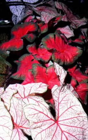 Caladium .De Agostini Picture Library/G. Negri