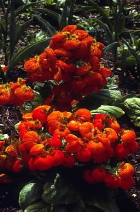 Calceolaria in fiore.De Agostini Picture Library/G. Negri