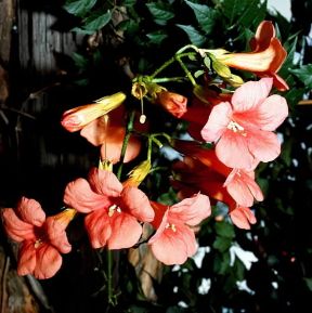 Campis. Fiori di Campis radicans.De Agostini Picture Library/2P