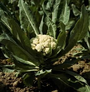 Cavolfiore. Brassica oleracea.De Agostini Picture Library/ 2 P