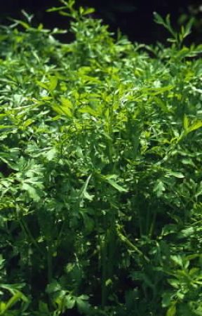 Cerfoglio. Esemplare di Anthriscus cerefolium.De Agostini Picture Library/G. Neri