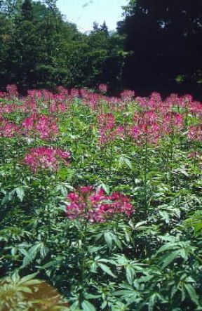 Cleome. De Agostini Picture Library/G. Negri