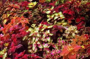 Coleus blumei. De Agostini Picture Library / G. Negri