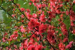Cotogno. L'albero durante la fioritura.De Agostini Picture Library / G. Negri