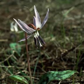 Dente di cane . Fiore di Erythronium dens-canis.De Agostini Picture Library/F. Cirillo