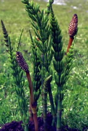 Equisetacee. Esemplari di Equisetum arvense.De Agostini Picture Library/G. Negri