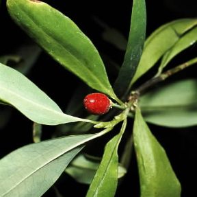 Erythroxylon. Coca (Erythroxylon coca).De Agostini Picture Library/2P