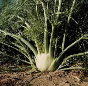 Finocchio. Esemplare di Foeniculum vulgare dulce.De Agostini Picture Library/G. Negri