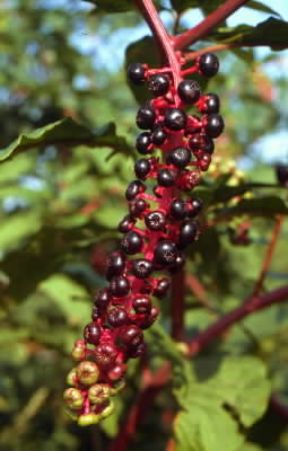 Fitolacca (Phytolacca decandra).De Agostini Picture Library/G. Negri