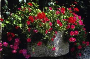 Geranio (Pelargonium hederaefolium).De Agostini Picture Library/G. Negri