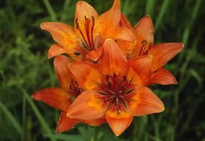 Giglio rosso o di San Giovanni (Lilium bulbiferum).De Agostini Picture Library/G. Cappelli