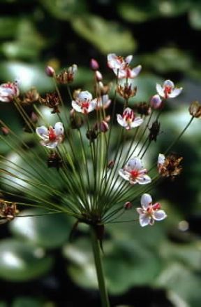 Giunco fiorito. De Agostini Picture Library / G. Negri