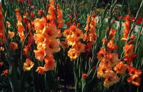 Gladiolo. De Agostini Picture Library / 2 P