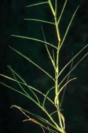 Gramigna (Cynodon dactylon).De Agostini Picture Library / G. Negri