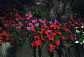 Impatiens . Fiori di Impatiens di vario colore.De Agostini Picture Library/G. Negri