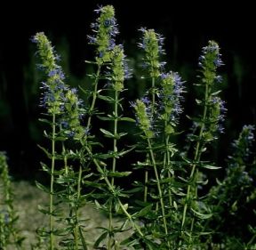 Issopo o isopo . Esemplare di Hyssopus officinalis. De Agostini Picture Library/2 P