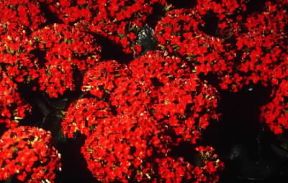 Kalanchoe con fiori rossi riuniti in pannocchie terminali.De Agostini Picture Library/G. Negri