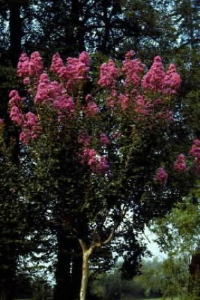 Lagestroemia in fiore.De Agostini Picture Library/G. Negri
