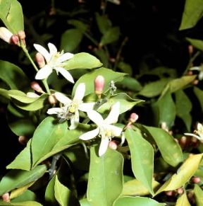 Limone. Fiori di Citrus limonum.De Agostini Picture Library/2P