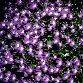 Lobelia. Infiorescenze di Lobelia erinus.De Agostini Picture Library/2P