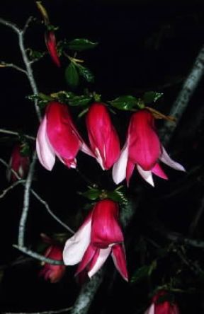 Magnolia. Fiori di Magnolia liliflora.De Agostini Picture Library/M. Giovanoli