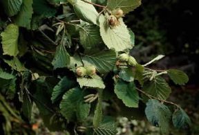 Nocciolo. I frutti della pianta.De Agostini Picture Library / M. Pedone