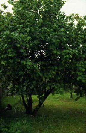Nocciolo. Pianta di Corylus avellana.De Agostini Picture Library / G. Negri