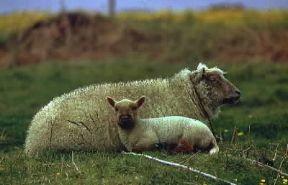 Pecora con agnello.De Agostini Picture Library/E. Quemere