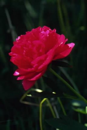 Peonia. Fiore di Paeonia lactiflora.De Agostini Picture Library/G. Negri