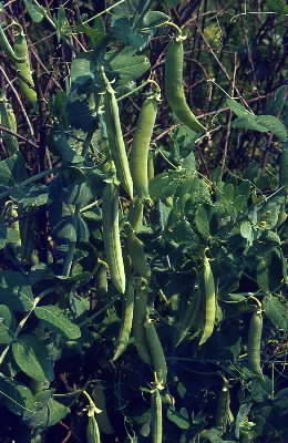 Pisello. Piante con frutti di Pisum sativum.De Agostini Picture Library/G. Negri